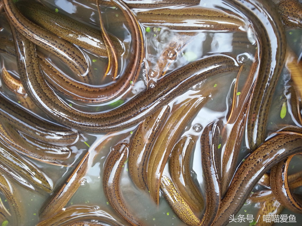 不用泥养黄鳝行吗,黄鳝养殖不下泥可以吗