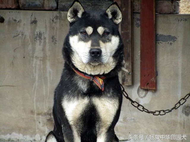 四眼中华田园犬土狗,四眼土狗不立耳的样子