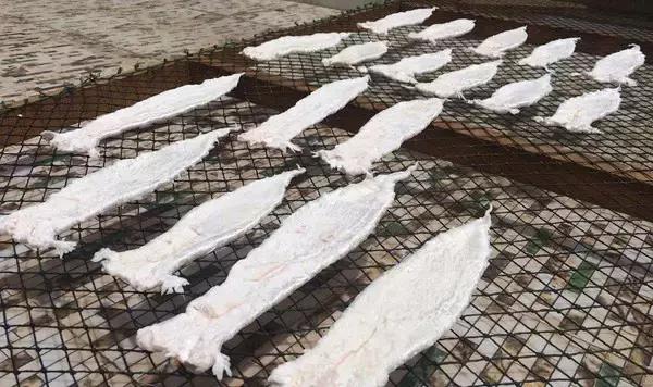 明星推荐的花胶品牌是真的吗,最好的花胶是什么样的