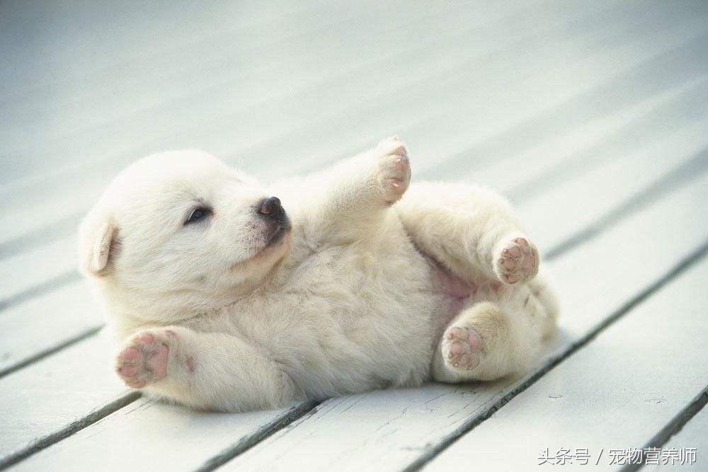 狗狗饿了有什么表现,饿狗狗会记住教训吗