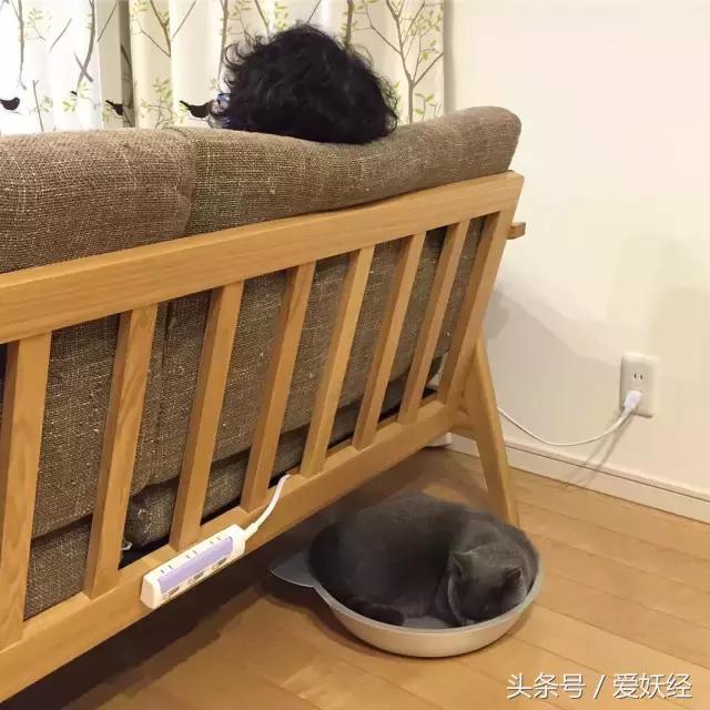 爱妖经|开春了,来锅猫吧