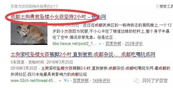 日本土狗为什么那么可爱,日本土狗是柴犬还是秋田犬