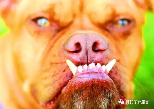 日本土狗为什么那么可爱,日本土狗是柴犬还是秋田犬