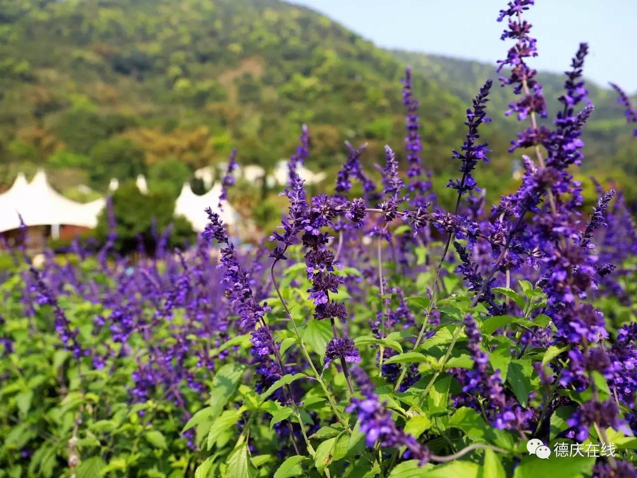 不用去罗平也可以看油菜花,不用去日本也能看的樱花海