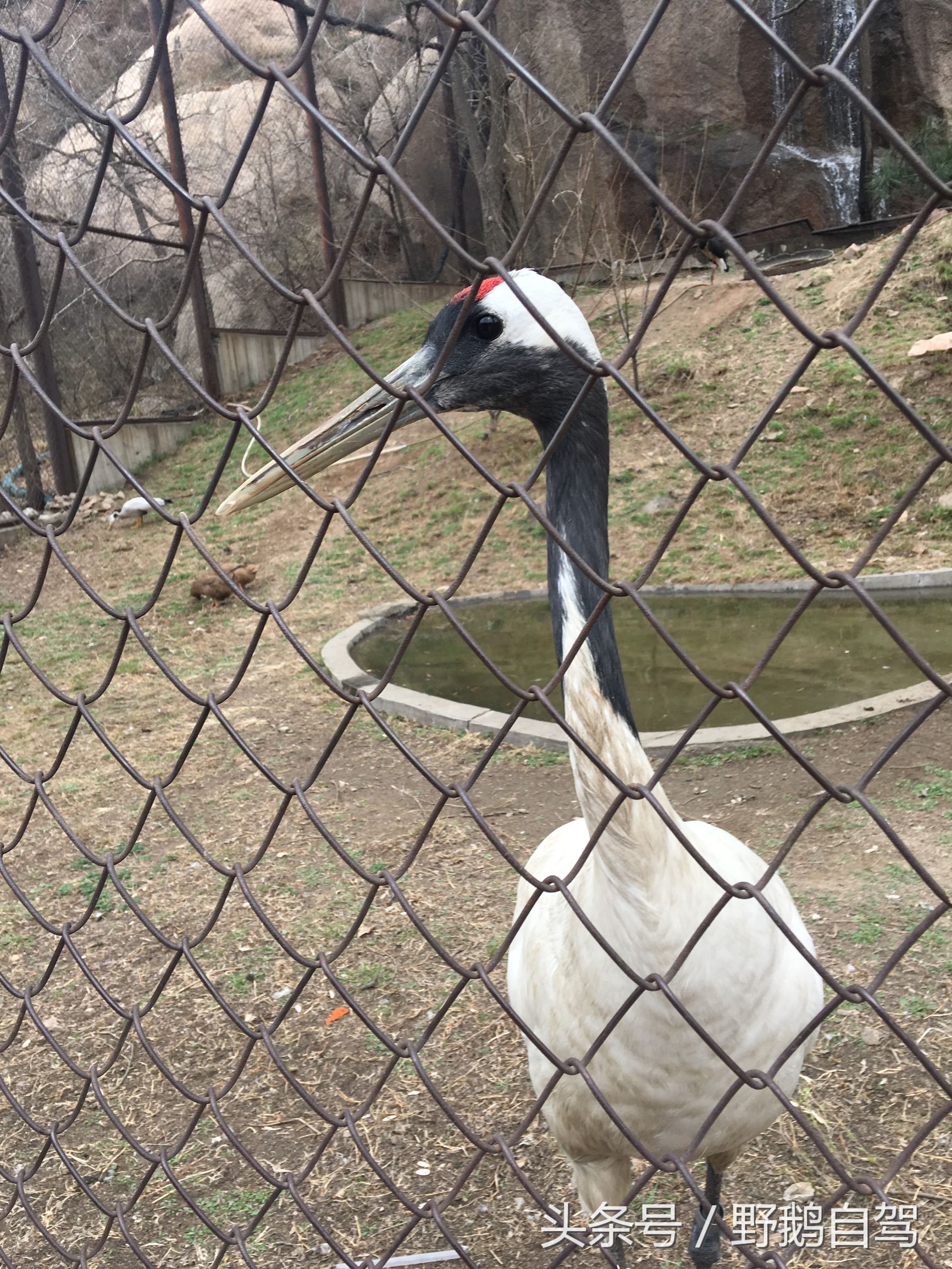 八达岭野生动物园野兽区,八达岭动物园自驾攻略大全