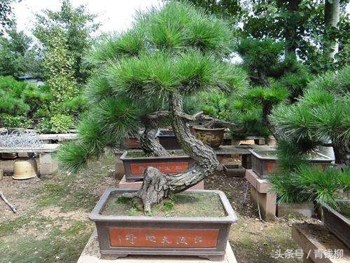 松树盆栽的养护,黑松树怎么养护和管理