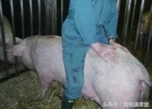 正是因为这些原因，才导致母猪不能一次“性”怀孕！
