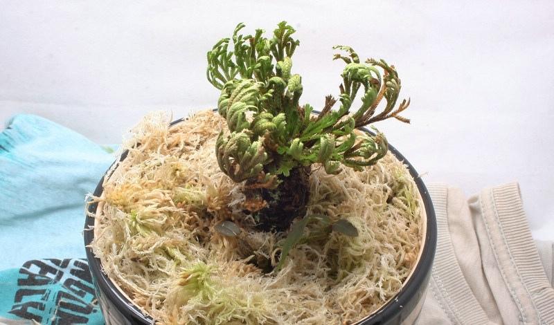 九死还魂草生长期,九死还魂草干枯多少年