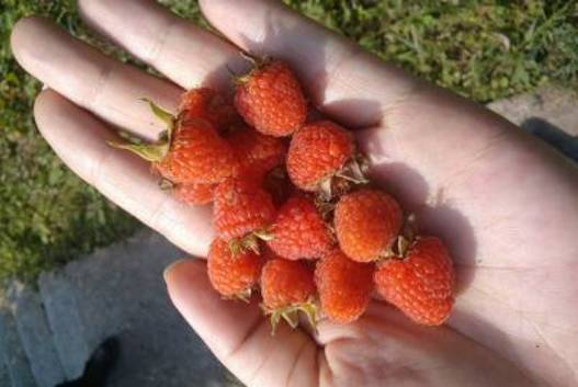 小时候山上的野果你还记得多少,还记得小时候这些野果吗