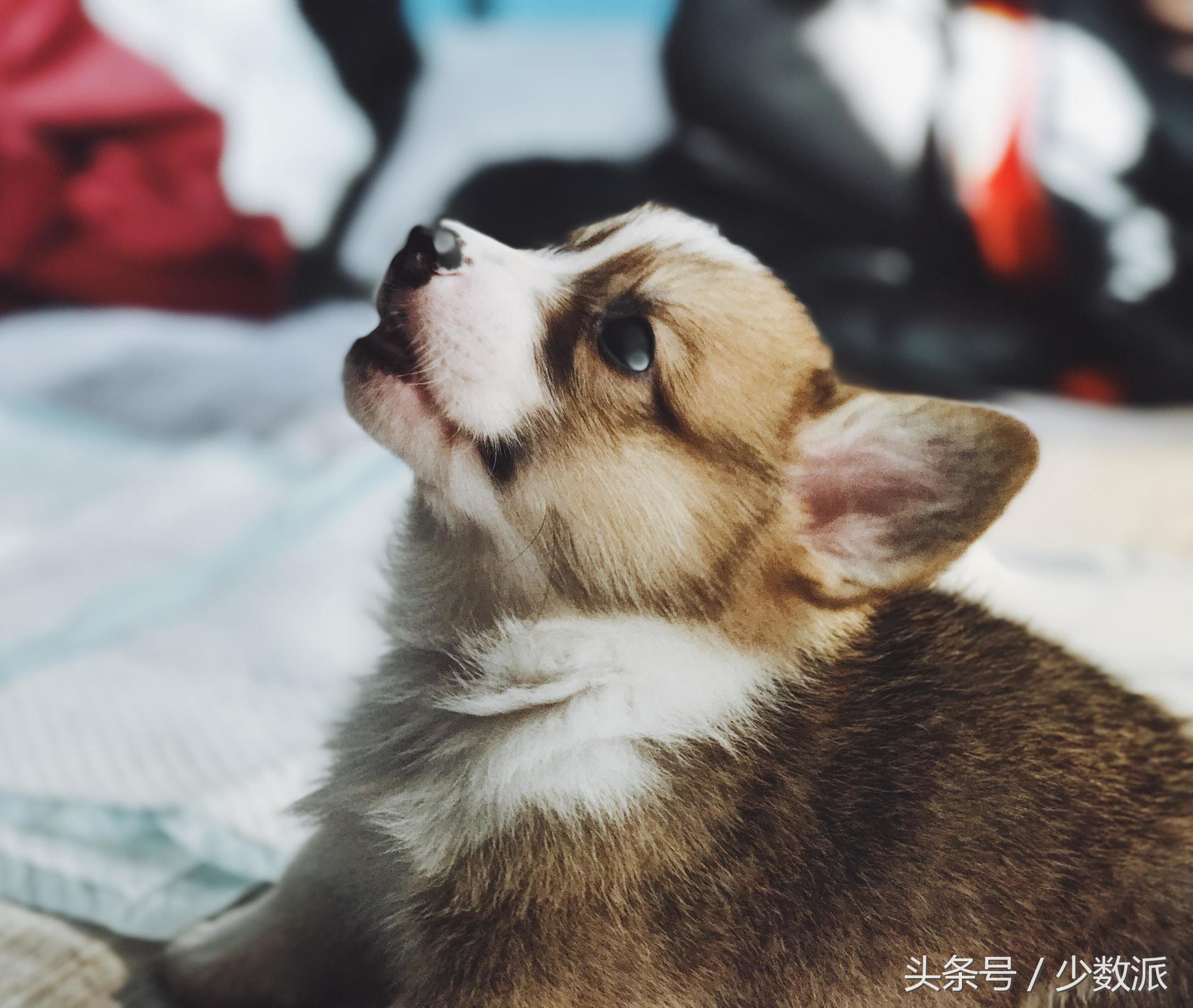 iphone拍照完全指南,用iphone拍照