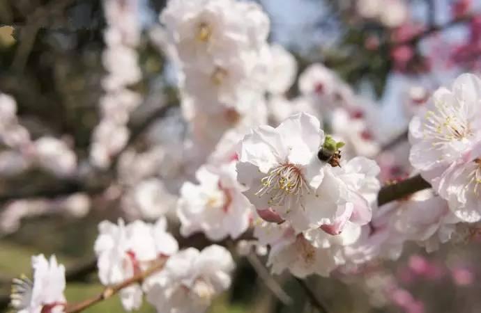 漫步上海魔都秋游的十个好去处,魔都最美的九大公园