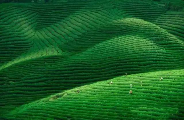 婺源绿茶,婺源绿茶千元以上啥茶