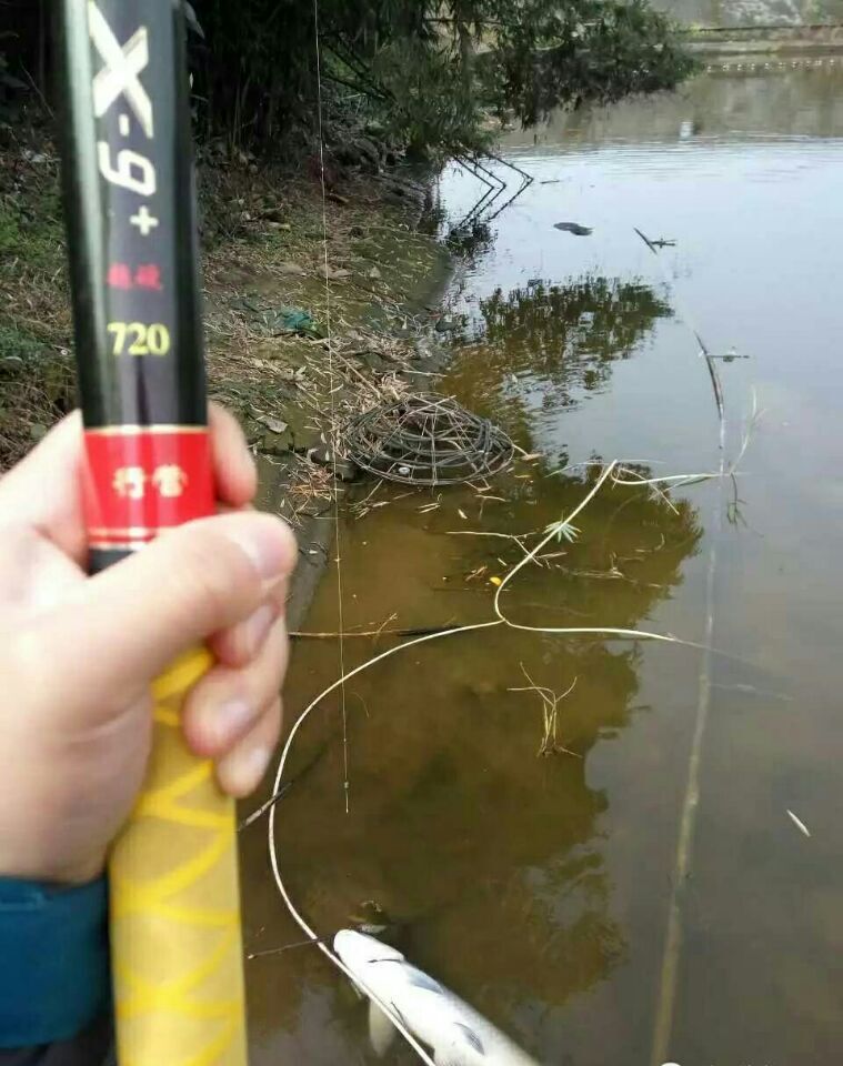 北方春季野钓鲫鱼技巧,为什么北方春季野钓不好钓