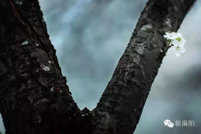 春天第一花麻阳,故乡最先盛开的是什么花