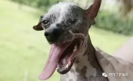 日本土狗为什么那么可爱,日本土狗是柴犬还是秋田犬