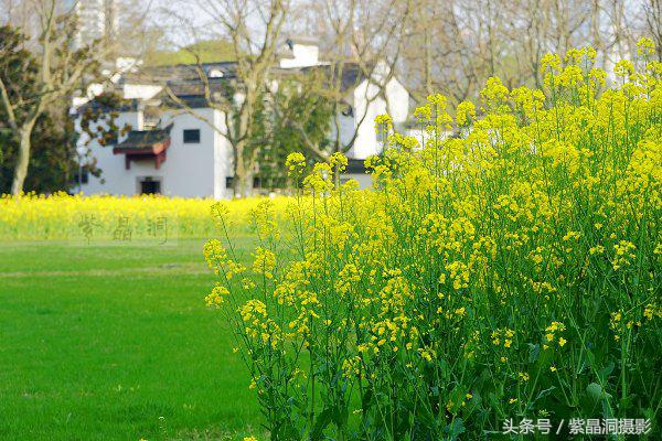 上海看樱花公园,上海看樱花去同济大学