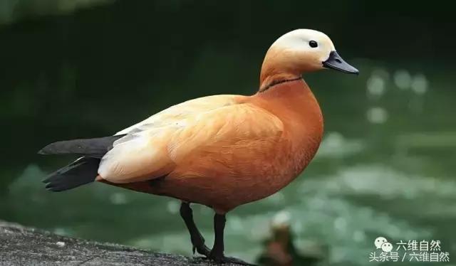 一身金黄色的鸟,浑身黄色的鸭子