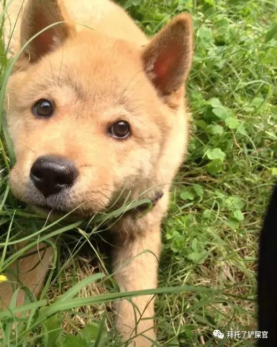 日本土狗为什么那么可爱,日本土狗是柴犬还是秋田犬