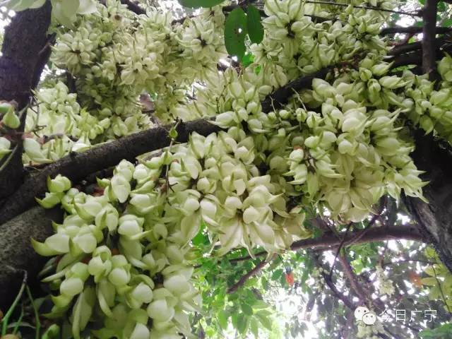 春暖花开正是踏青赏花的好时节,肇庆春日赏花的地方图片