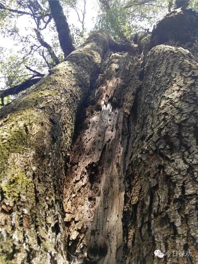 禄劝九龙石牛山原始森林,云南禄劝县团街镇卓干山原始森林
