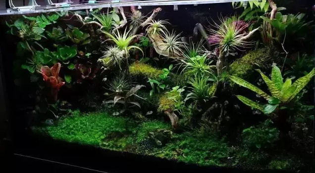 狼尾蕨造景方法,狼尾蕨的森林造景