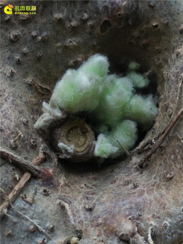 一个脚气患者的真实故事,关于癣有趣的故事