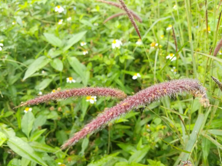 到中山的千年古刹古香林寺旧址周边山林探秘，感觉大自然太美啦