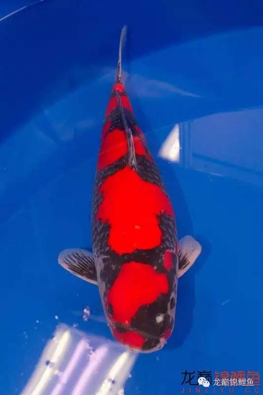 巨鲤手感如何,怎么选巨鲤