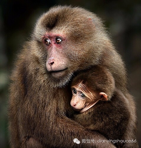 羊尾三怕,以及那些从未说出的爱