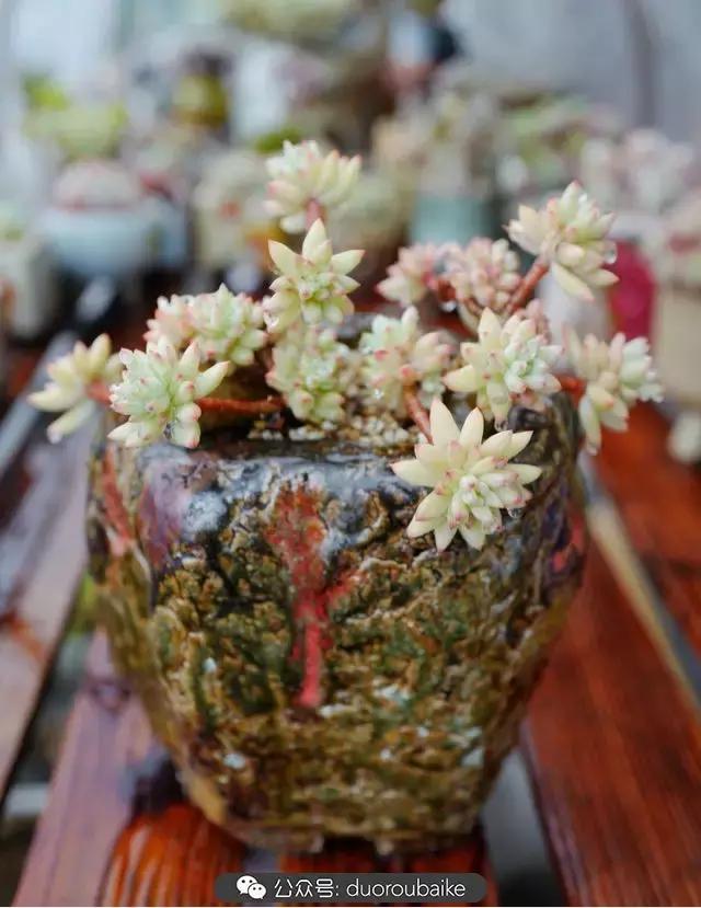 春雨多肉精品,包邮区的多肉