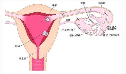 宫外孕大出血需要怎么处理,宫外孕为什么会引起大出血