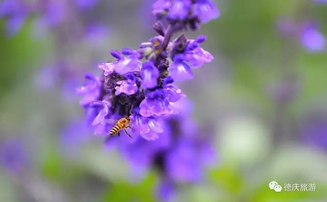 春暖花开正是踏青赏花的好时节,肇庆春日赏花的地方图片