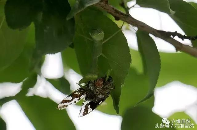螳螂捕蝉的真正原因,螳螂捕蝉的过程