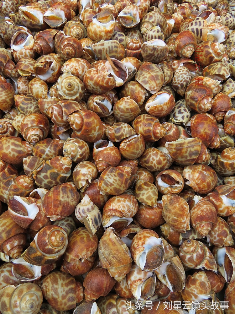 来三亚旅游想吃带壳的海鲜，不当冤大头，要有智慧善挑选和会安排