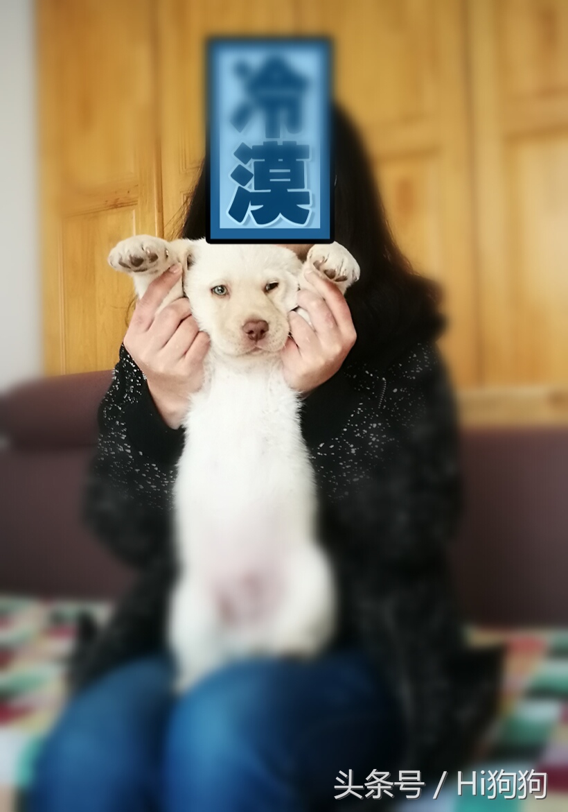 拉布拉多领养现场选出新主人,大骨架拉布拉多幼崽领养