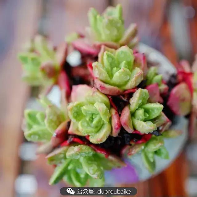 春雨多肉精品,包邮区的多肉