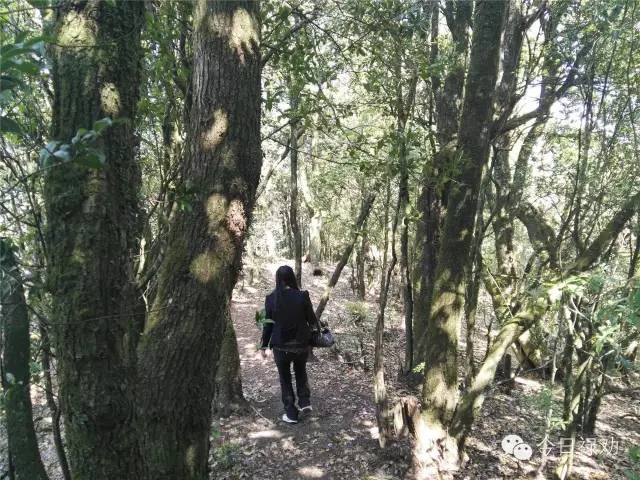 禄劝九龙石牛山原始森林,云南禄劝县团街镇卓干山原始森林