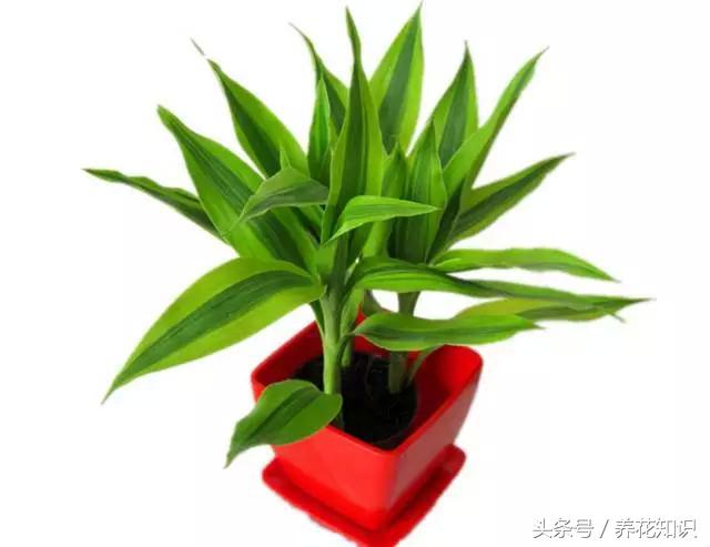 为啥刚买的富贵竹这么旺盛,买回来的富贵竹怎么养