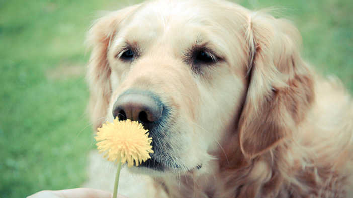 狗狗饲养100问之18:狗狗被烫伤,你会怎么办?