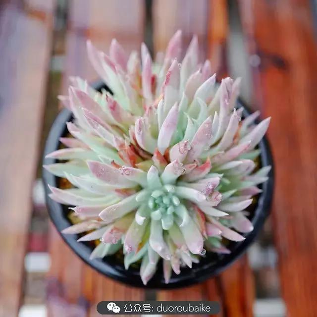 娇艳欲滴的多肉植物,春雨中多肉图片大全