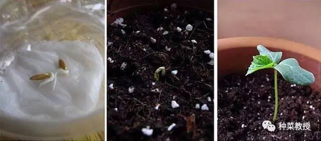 阳台黄瓜种植间距多少合适,阳台种植黄瓜视频教程