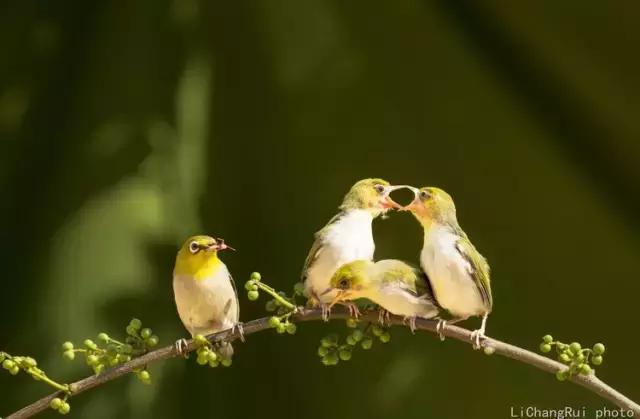 这是一篇只有鸟的美篇，却深深地打动了我