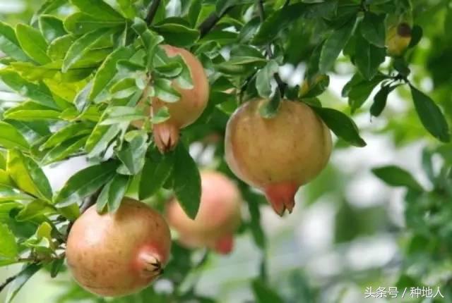 石榴怎样剪枝才高产,石榴几年开始高产