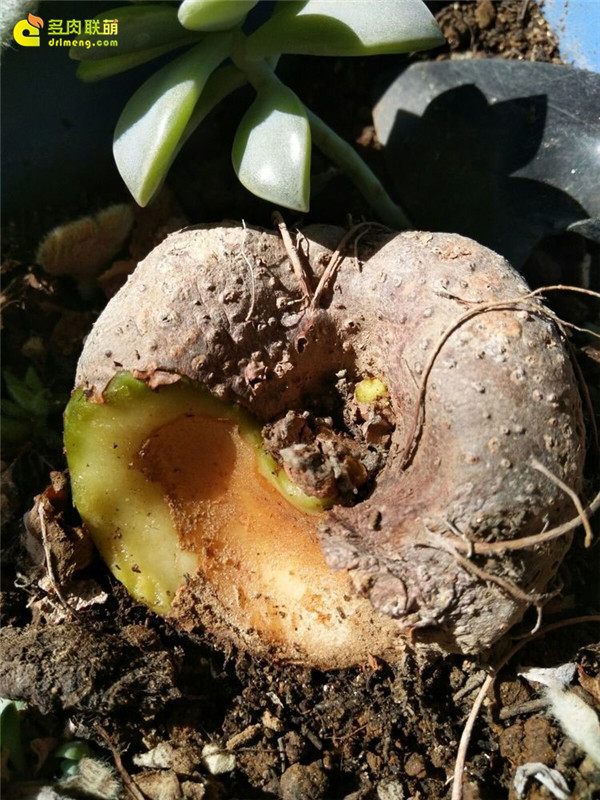 一个脚气患者的真实故事,关于癣有趣的故事