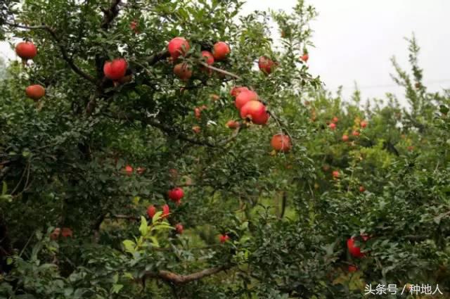 石榴怎样剪枝才高产,石榴几年开始高产