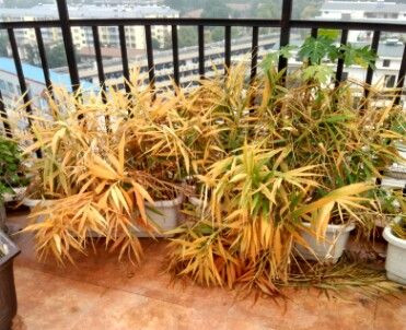 生姜阳台盆栽技巧,阳台盆栽生姜种植方法