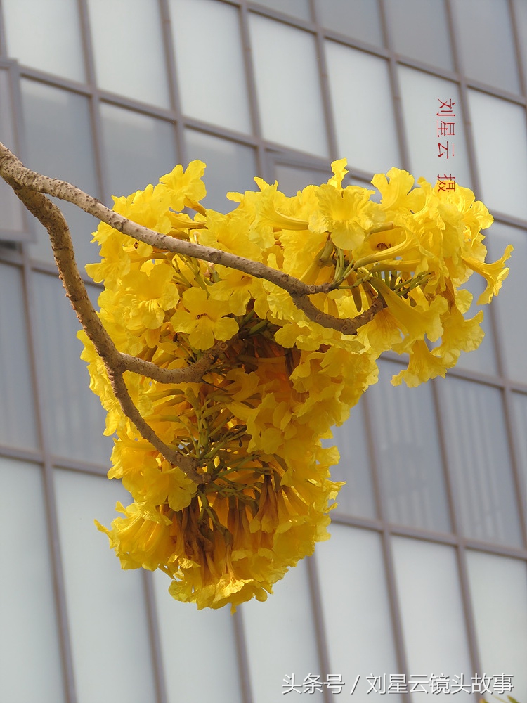 三亚黄花风铃花,三亚黄花风铃