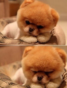 松狮好养吗,松狮到底好不好养