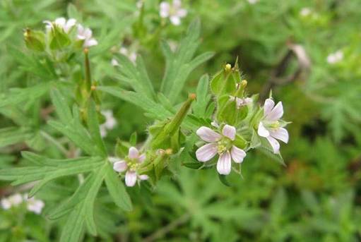 鲅鱼圈附近哪里可以挖野菜,盖州鲅鱼圈挖野菜