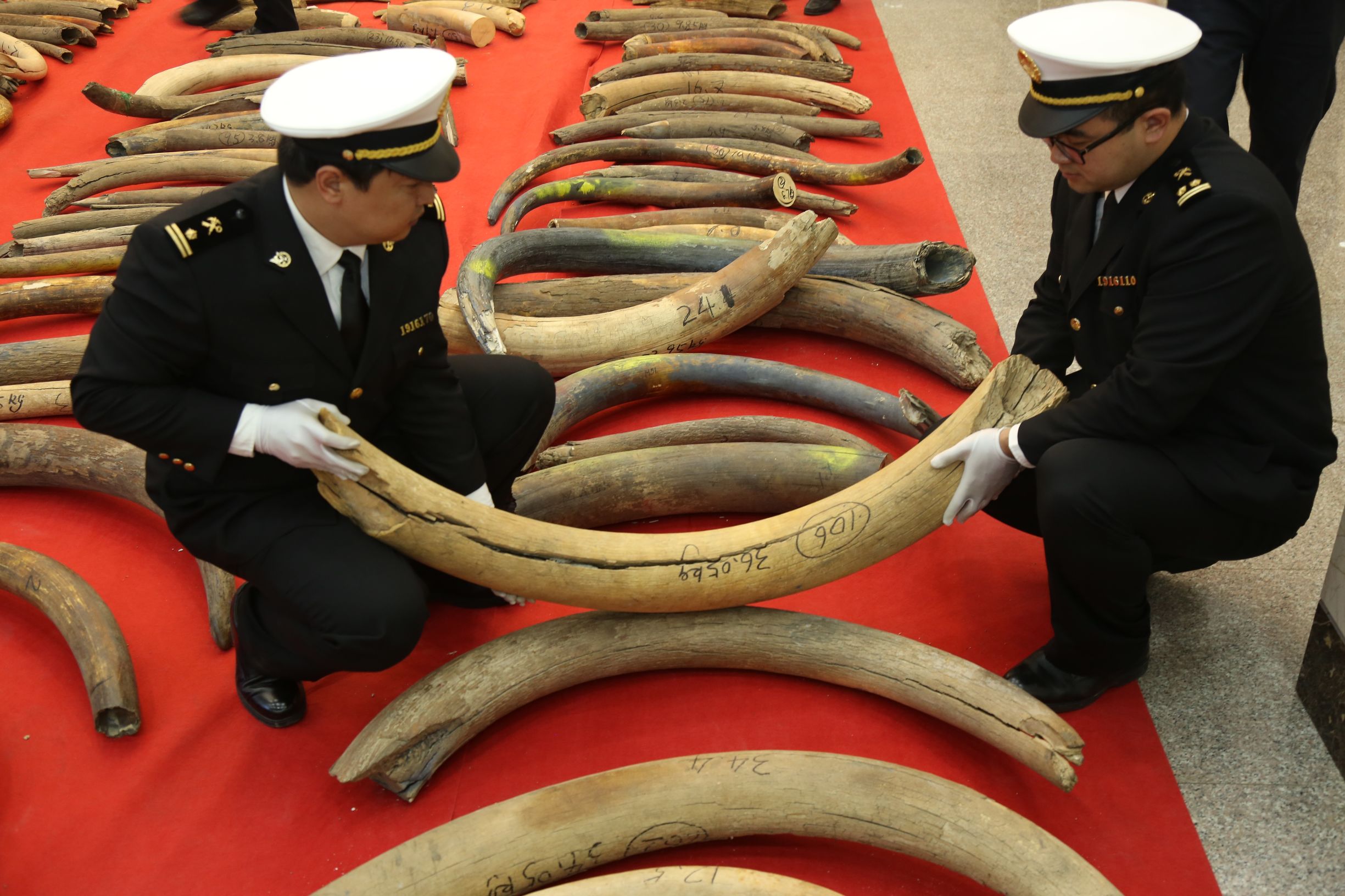 海关破获猛犸象牙,哈尔滨海关查获猛犸象牙